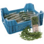 ESTRAGON GROSBUSCH 12X20G